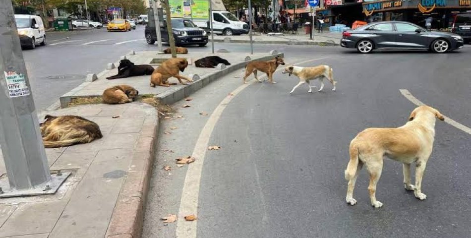 Karabük’te 3 Köpeğin Saldırısına Uğrayan Kadın Yaralandı