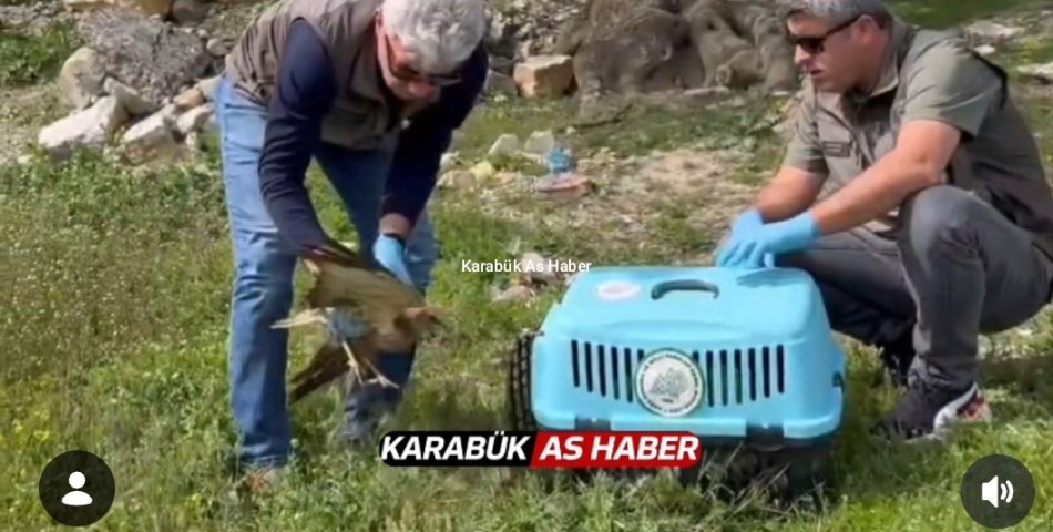 KIZIL ŞAHİN TEDAVİ SONRASI DOĞAYA SALINDI