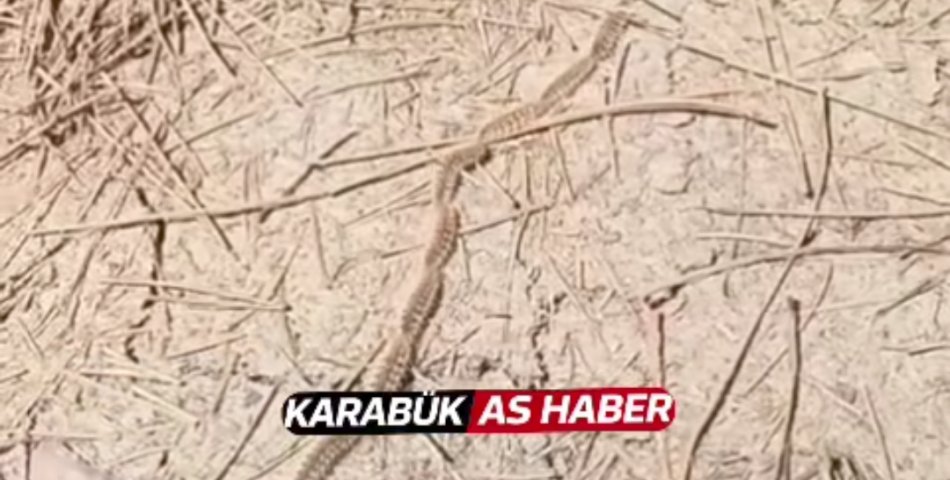 OKUL BAHÇESİNDE ÇAM KESEBÖCEĞİ TIRTILI ALARMI