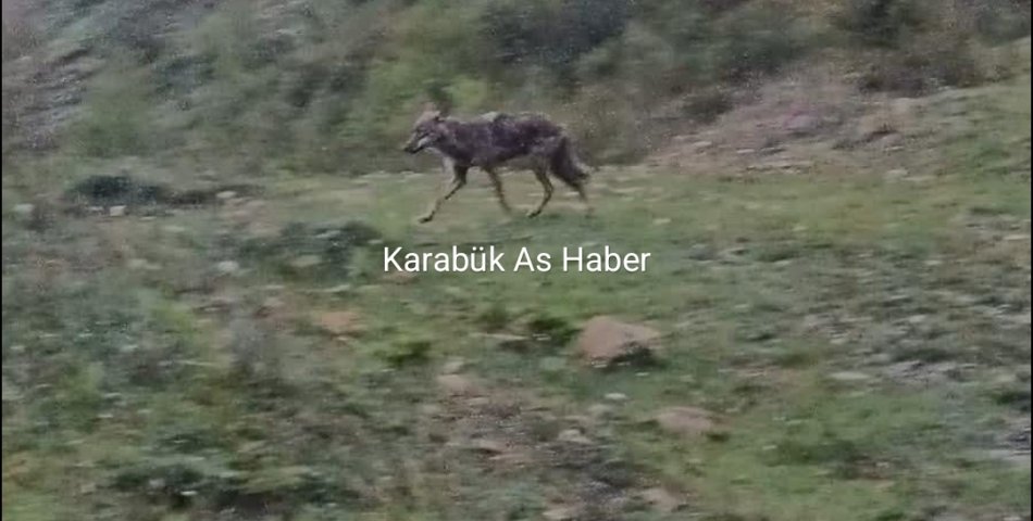 Aç Kalan Çakal Yerleşim Yerine İndi.