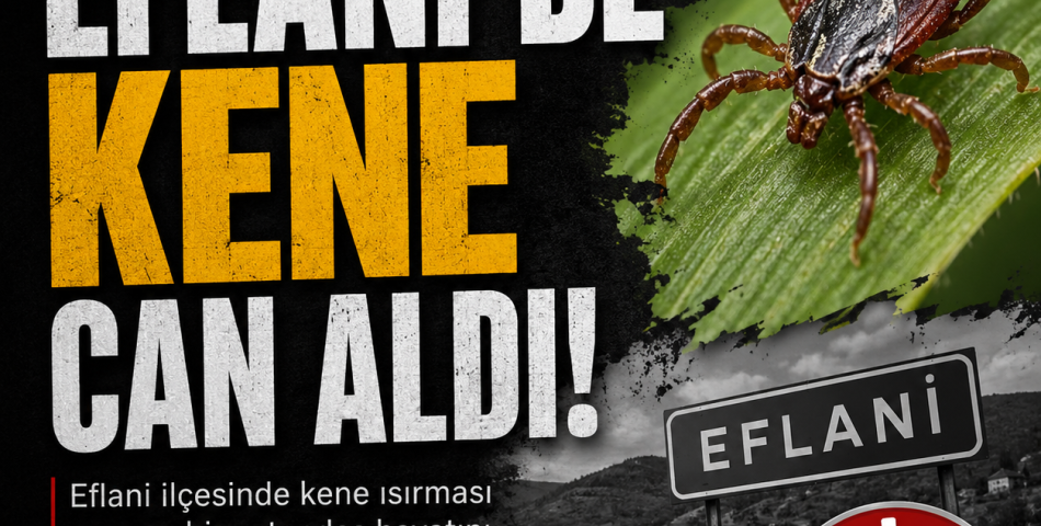 Eflani’de Kene Can Aldı